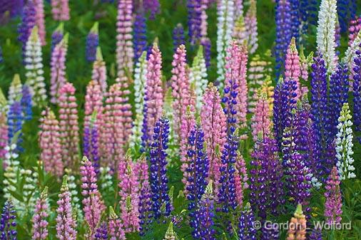 Lupins_49889.jpg - Photographed on the north shore of Lake Superior in Ontario, Canada.